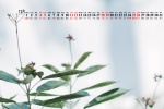 2021年12月高清日历壁纸图片