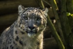 Fierce snow leopard pictures