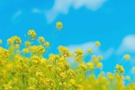 Beautiful pictures of rape flowers