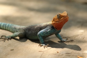 Wild iguana no watermark computer desktop