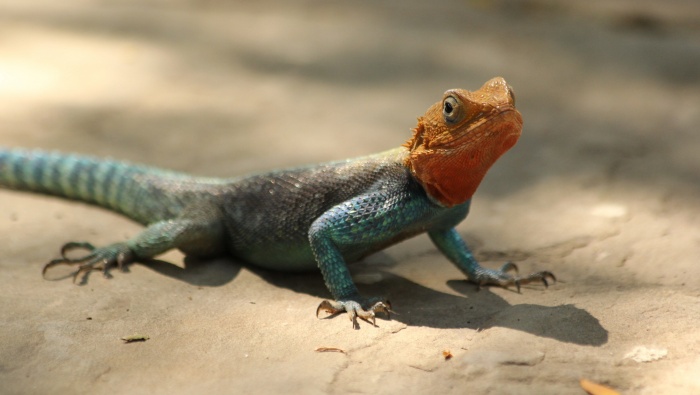 Wild iguana no watermark computer desktop