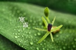 Fresh and eye-protecting scenery wallpaper of the cold dew solar term