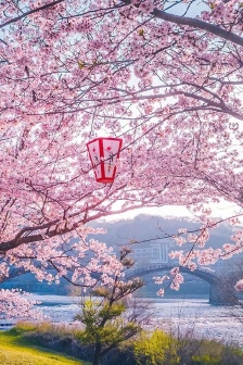 2021 Super Beautiful Flowers HD Wallpapers