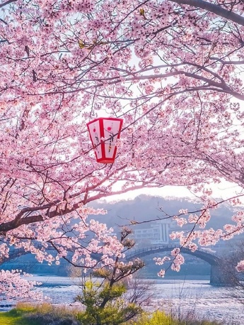 2021 Super Beautiful Flowers HD Wallpapers