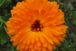 Orange marigold pictures