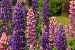 Purple lupine flower picture desktop wallpaper