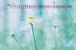 2021年11月护眼植物花卉桌面日历壁纸