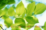 Eye-protecting green leaves HD calendar wallpaper for December 2022