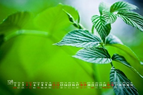Eye-protecting green plants HD calendar wallpaper for December 2021