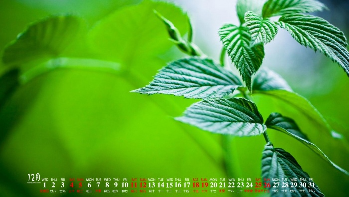 Eye-protecting green plants HD calendar wallpaper for December 2021