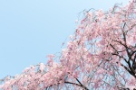 HD cherry blossom photography pictures desktop wallpaper