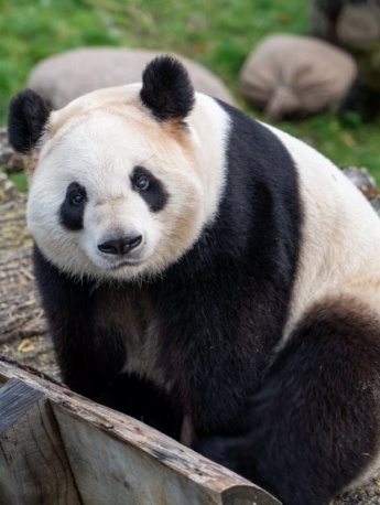 Pictures of China's national treasure giant panda