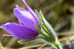 HD Wildflower Pulsatilla Pictures Desktop Wallpaper