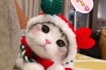 Soft cute cat Christmas themed avatar