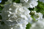 White as Jade Qionghua Macro Photography Picture Desktop Wallpaper