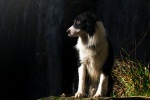 border collie pictures
