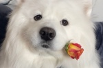 Dog holding rose emoticon