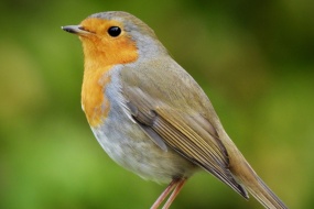 HD robin picture desktop wallpaper