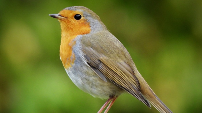 HD robin picture desktop wallpaper