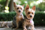 约克夏梗犬图片桌面壁纸