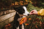 border collie pictures