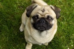 Cute and cute pug pictures
