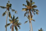 Coconut tree pictures desktop wallpaper