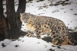 Fierce snow leopard pictures