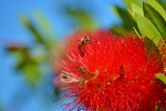 Red Melaleuca picture desktop wallpaper