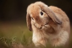 cute bunny