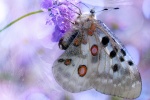 HD Apollo Silk Butterfly Picture Desktop Wallpaper
