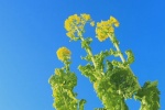 Beautiful pictures of rape flowers