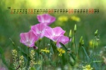 May 2022 field bindweed picture desktop calendar wallpaper