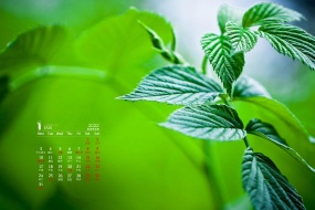Eye-protecting green plants HD calendar wallpaper for January 2022