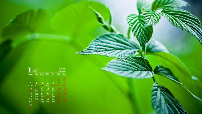2022年1月护眼绿植高清日历壁纸