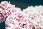Fresh and eye-catching hydrangea pictures desktop wallpaper