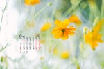 2021年6月黄色小花朵唯美桌面日历壁纸