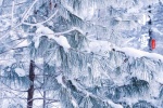 二十四節氣小雪圖片桌麵壁紙