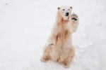 HD polar bear pictures desktop wallpaper
