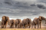 Honest and tall elephant picture desktop wallpaper