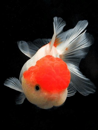 Cute Lanshou goldfish