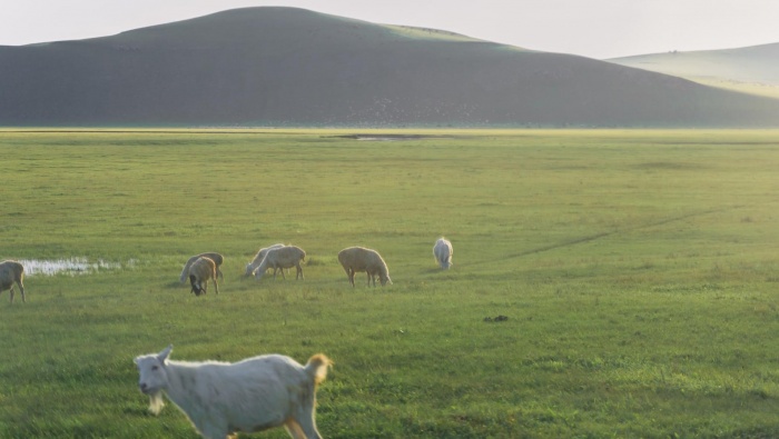 草原上的牛羊風光美景圖片壁紙