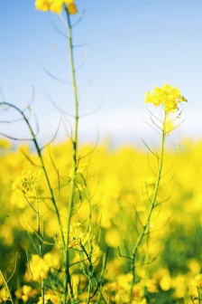 油菜花開了清新手機壁紙圖片