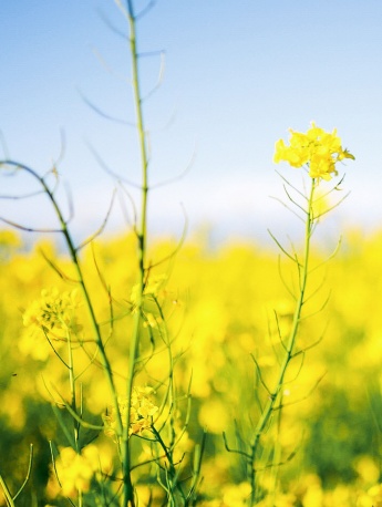 油菜花开了清新手机壁纸图片