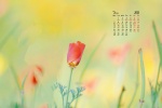 March 2022 small fresh flower caltrop desktop calendar wallpaper
