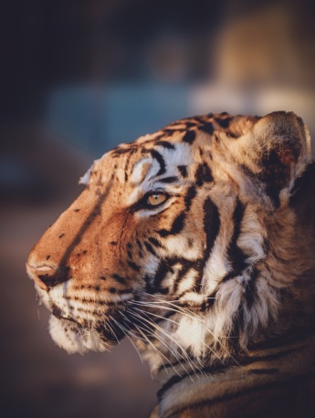 Mighty tiger pictures