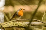 Robin on a branch picture