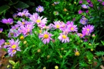 Beautiful aster pictures and photography