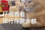 猫咪仔细看看银行存款余额表情包