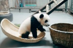 Pictures of China's national treasure giant panda